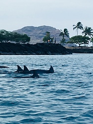 Dawn patrol, Pokai Bay photo
