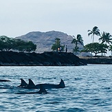 Dawn patrol, Pokai Bay