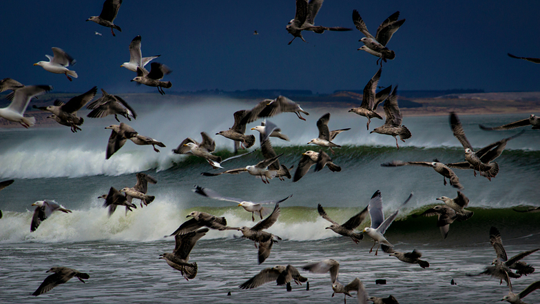 Seagull frenzy, Aberdeen