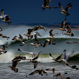 Seagull frenzy, Aberdeen