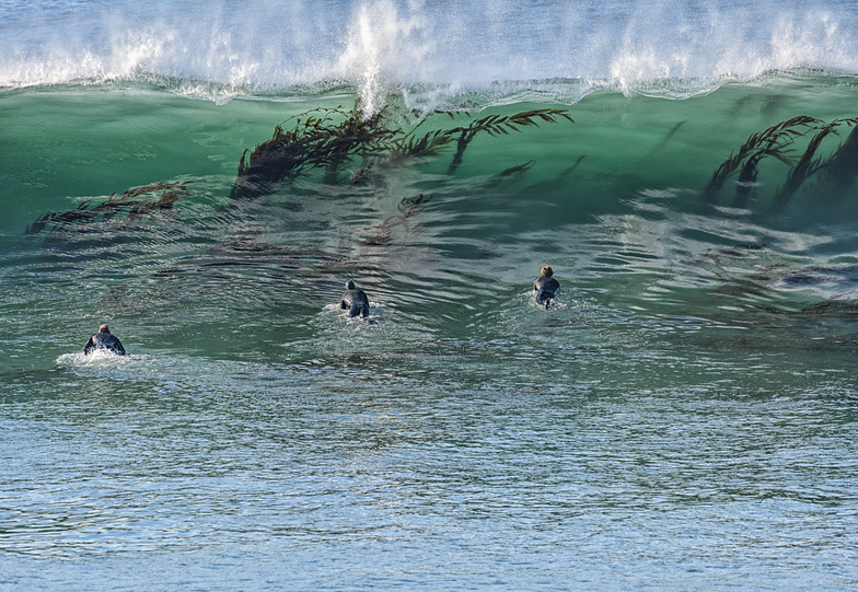 Kelp in the water, Steamer Lane-The Point