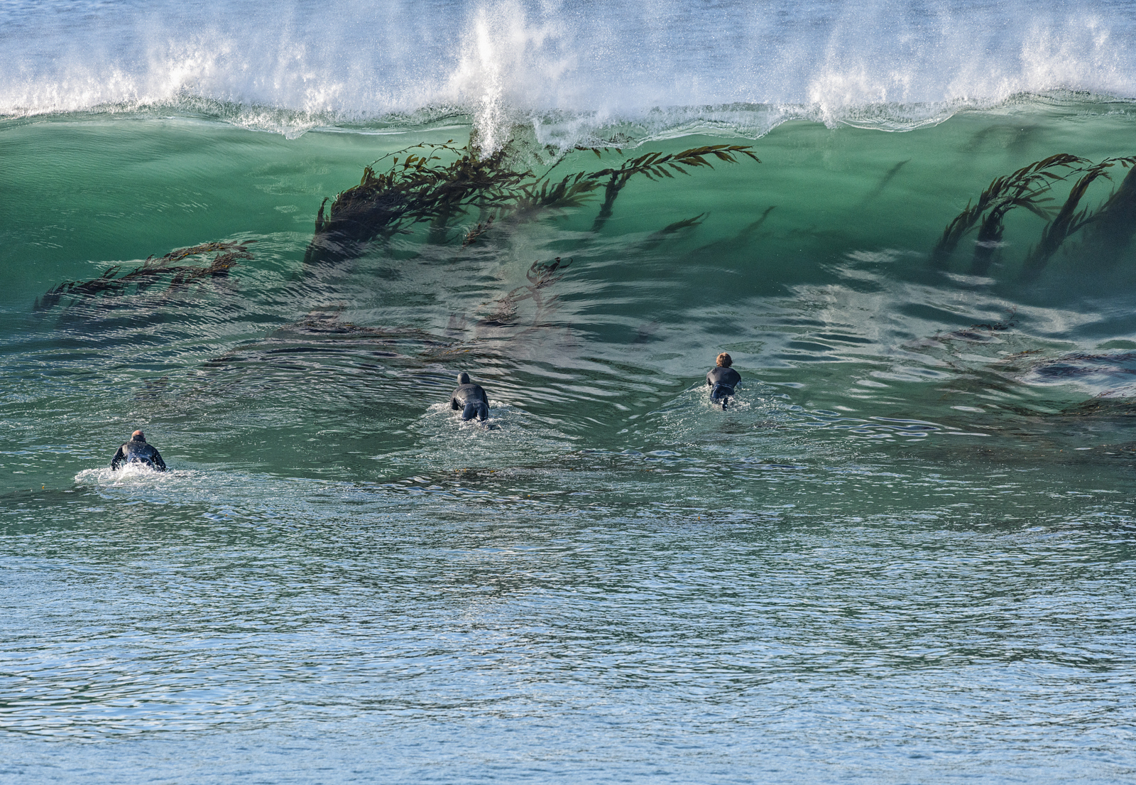 Kelp in the water, Steamer Lane-The Point