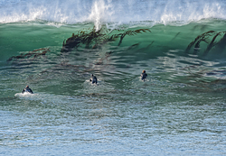 Kelp in the water, Steamer Lane-The Point photo