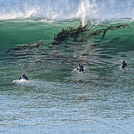 Kelp in the water, Steamer Lane-The Point