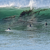 Kelp in the water, Steamer Lane-The Point