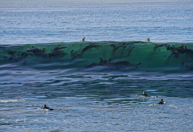 More kelp in the water, Steamer Lane-The Point