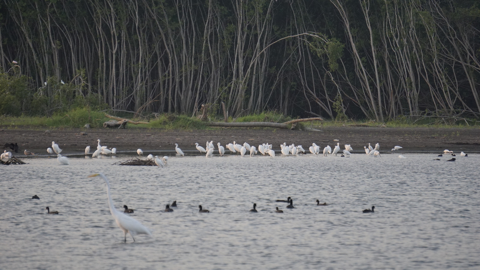 Fauna and birds in Pascuales