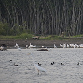 Fauna and birds in Pascuales