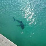 Struisbaai harbour