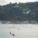 Summer waves = busy waves, Lyall Bay