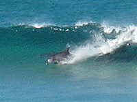 The locals, Rennies Beach