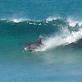 The locals, Rennies Beach