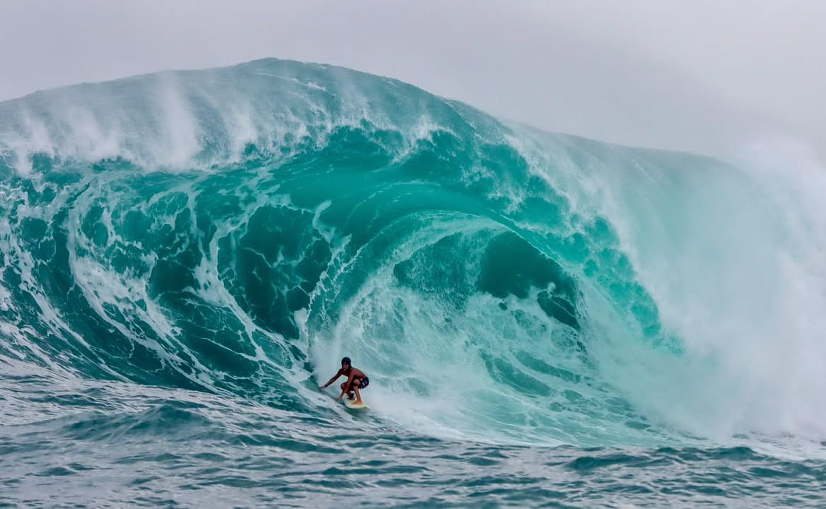 @redfrog, Silverbacks