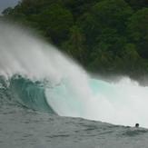 Panama Big Caribe, Silverbacks