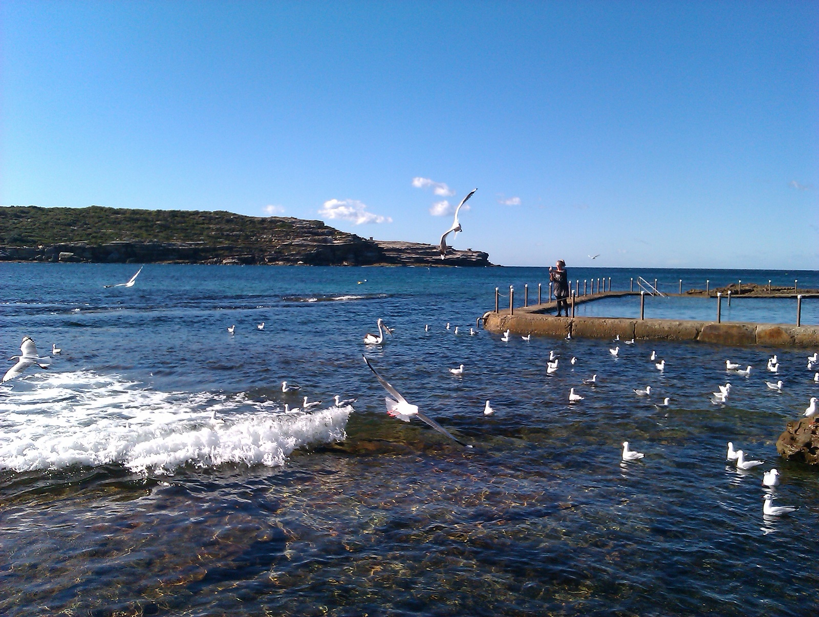 Feeding the pelican, Malabar