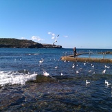 Feeding the pelican, Malabar