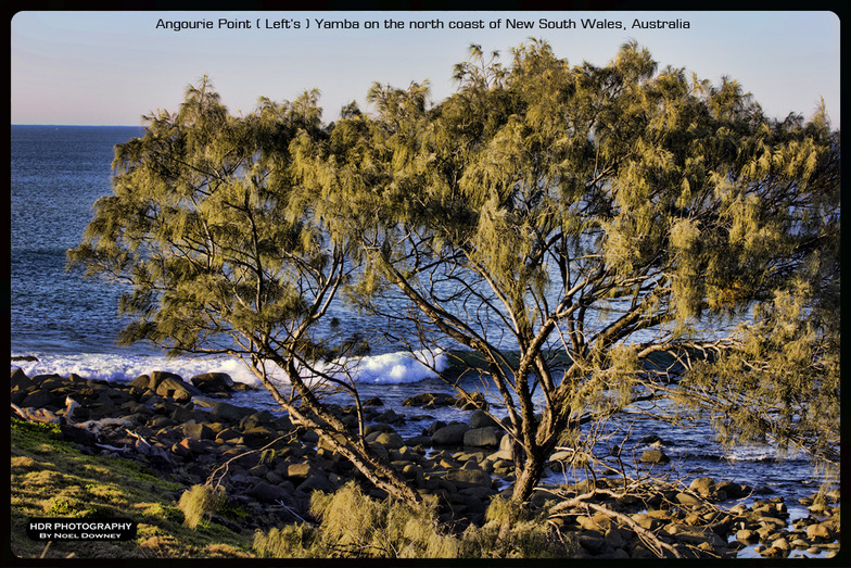 Angourie Lefts surf break