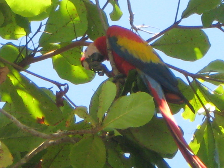 Macaw in a Tree on the Beach, Esterillos Oeste