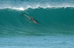 dolphin surfing waitpinga beach photo