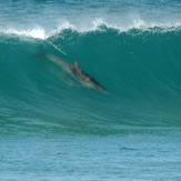 dolphin surfing waitpinga beach