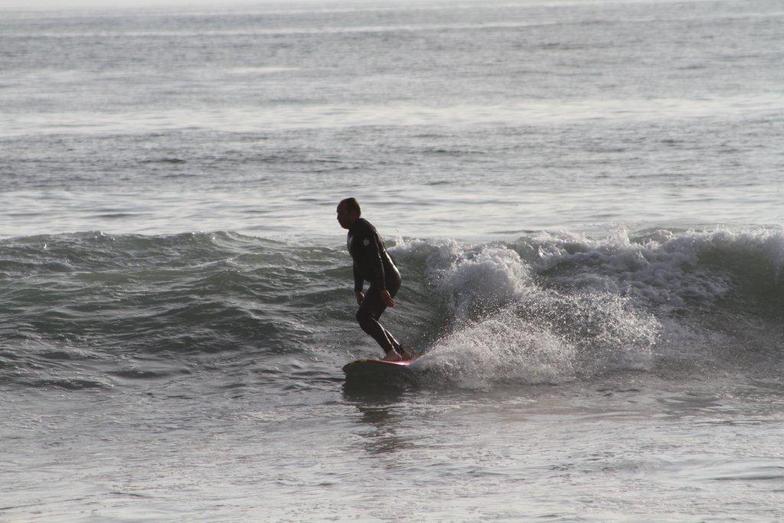 FogHorn leghorn Loose at Tamarack, Carlsbad City Beach