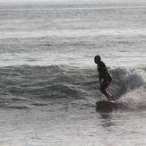 FogHorn leghorn Loose at Tamarack, Carlsbad City Beach