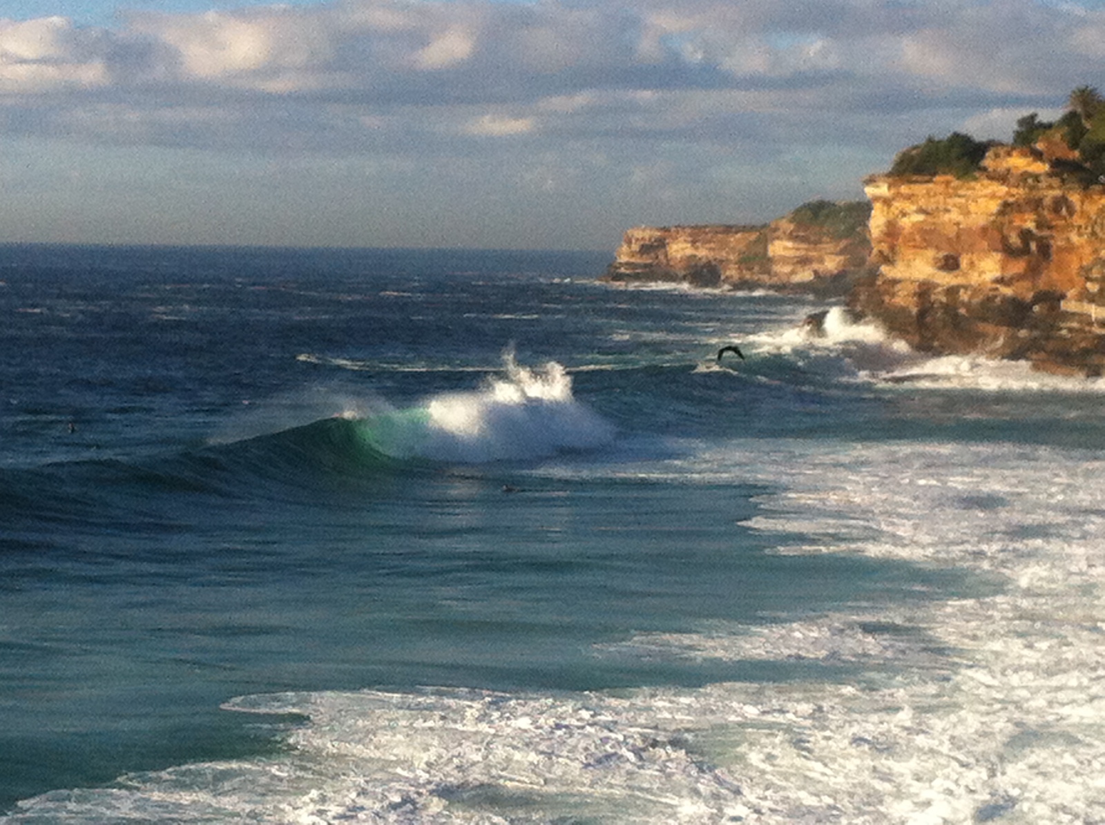bunnies, Bronte Reef or Bunnies