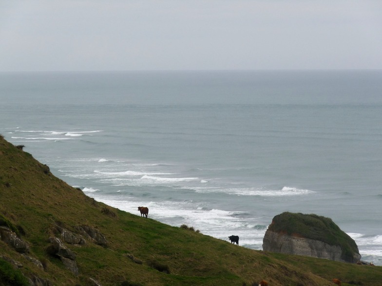 Sea Cows, Fergusons Beach