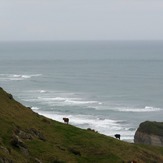 Sea Cows, Fergusons Beach