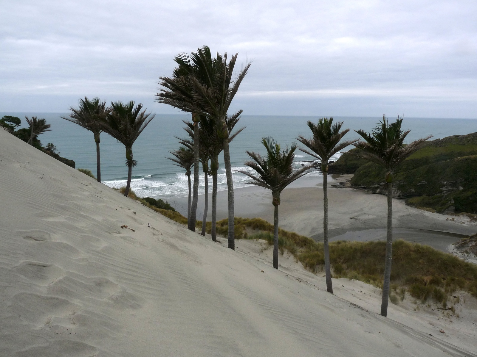 Nikau Plams at Kaihoka Beach, Fergusons Beach