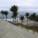 Nikau Plams at Kaihoka Beach, Fergusons Beach