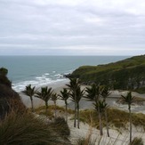 Nikaus at Kaihoka, Fergusons Beach