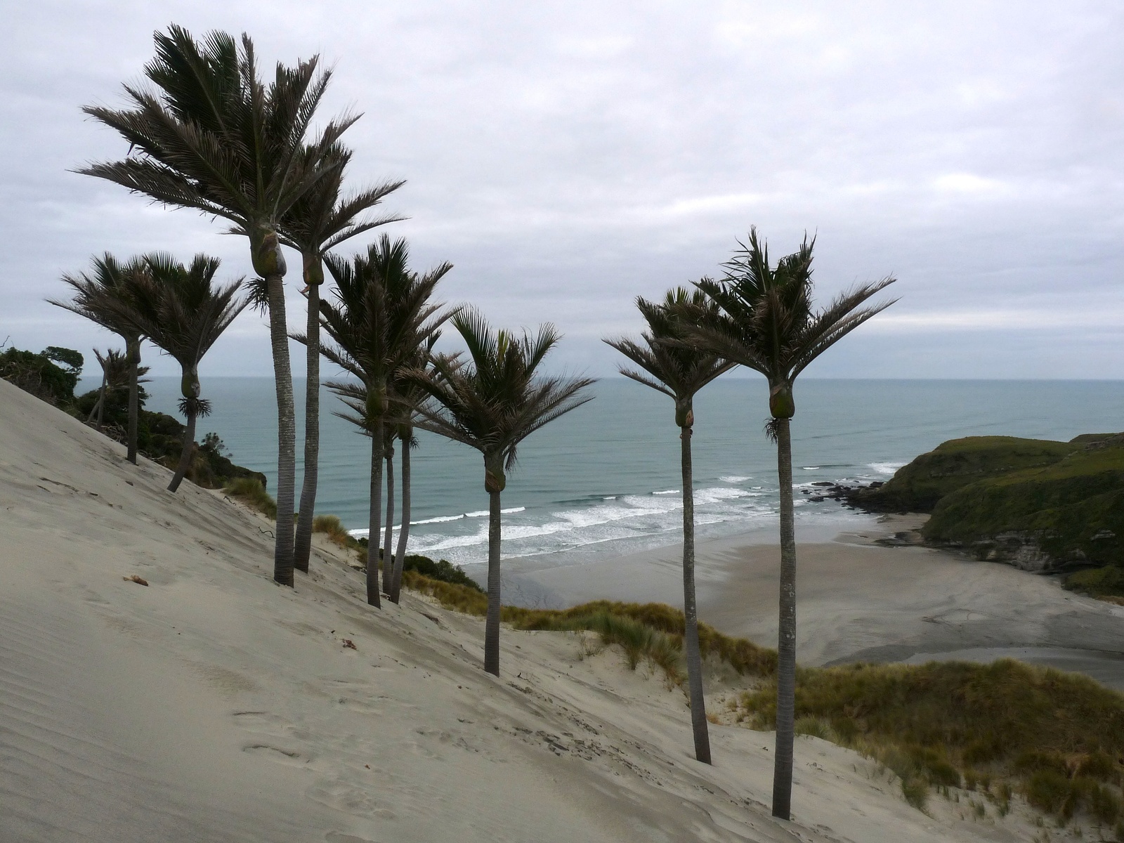 Nikau Plams at Kaihoka Beach, Fergusons Beach