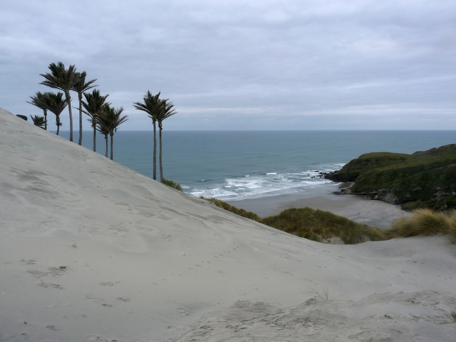 Nikau Plams at Kaihoka Beach, Fergusons Beach