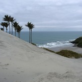 Nikau Plams at Kaihoka Beach, Fergusons Beach