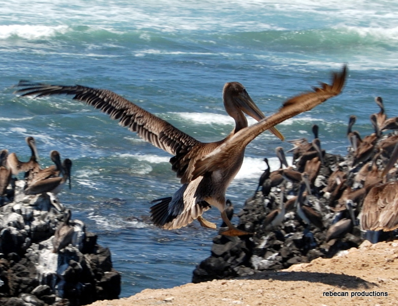 Pelican Bay, Scorpion Bay (San Juanico)
