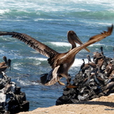 Pelican Bay, Scorpion Bay (San Juanico)