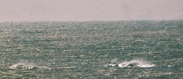 bishtpala out, Iliria