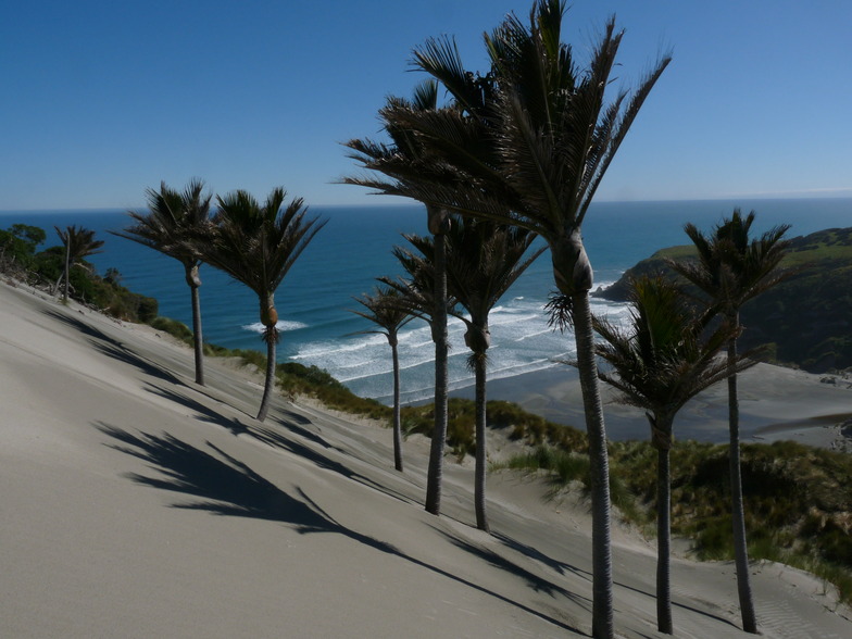 Nikau Palms and waves at Kaihoka Beach, Fergusons Beach