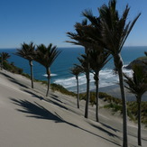 Nikau Palms and waves at Kaihoka Beach, Fergusons Beach
