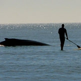 Humpback whale and SUP rider, Topsail Island