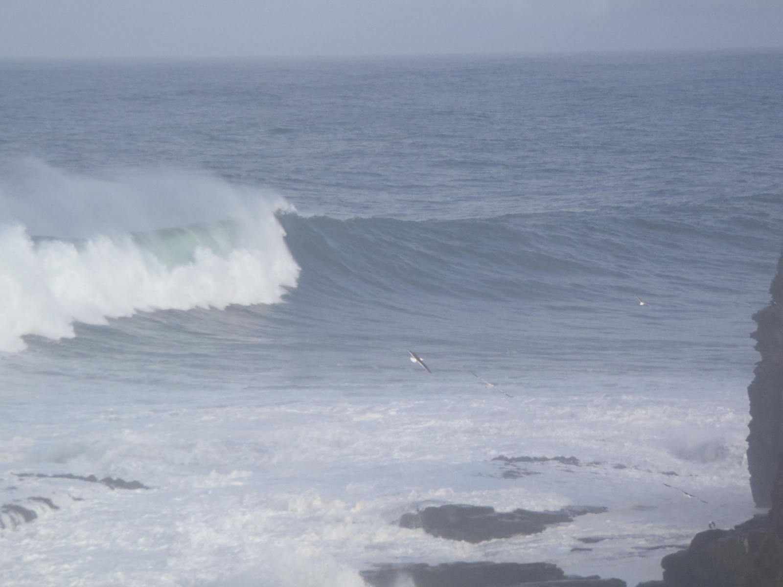 COLOMO, Punta de Lobos