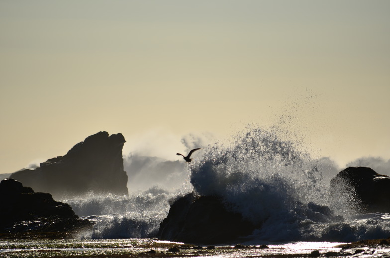 The Bird, Mavericks