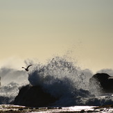 The Bird, Mavericks