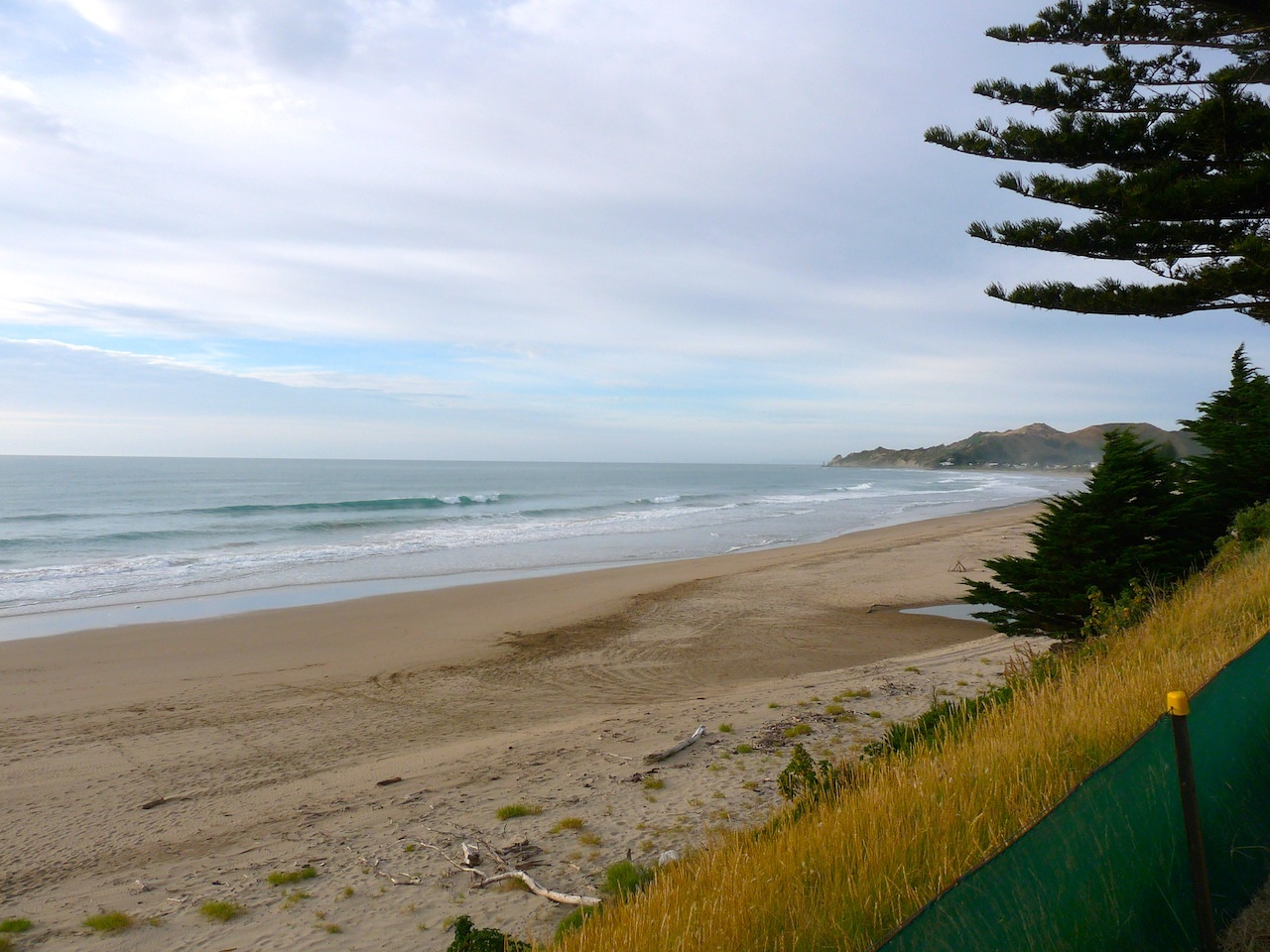 Empty Pines, Wainui Beach - Pines