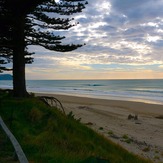 Pines, Wainui Beach - Pines