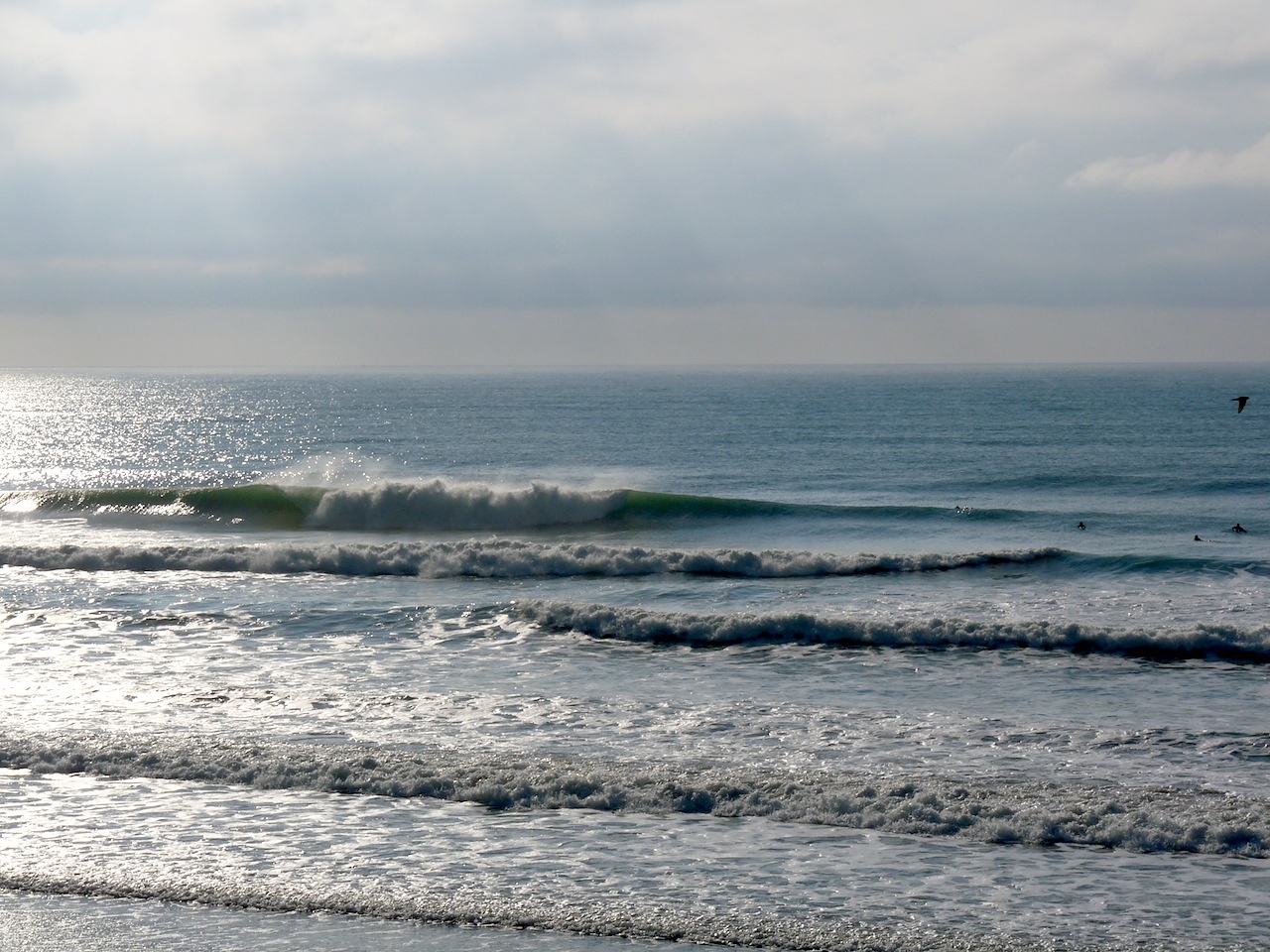 Pines, Wainui Beach - Pines