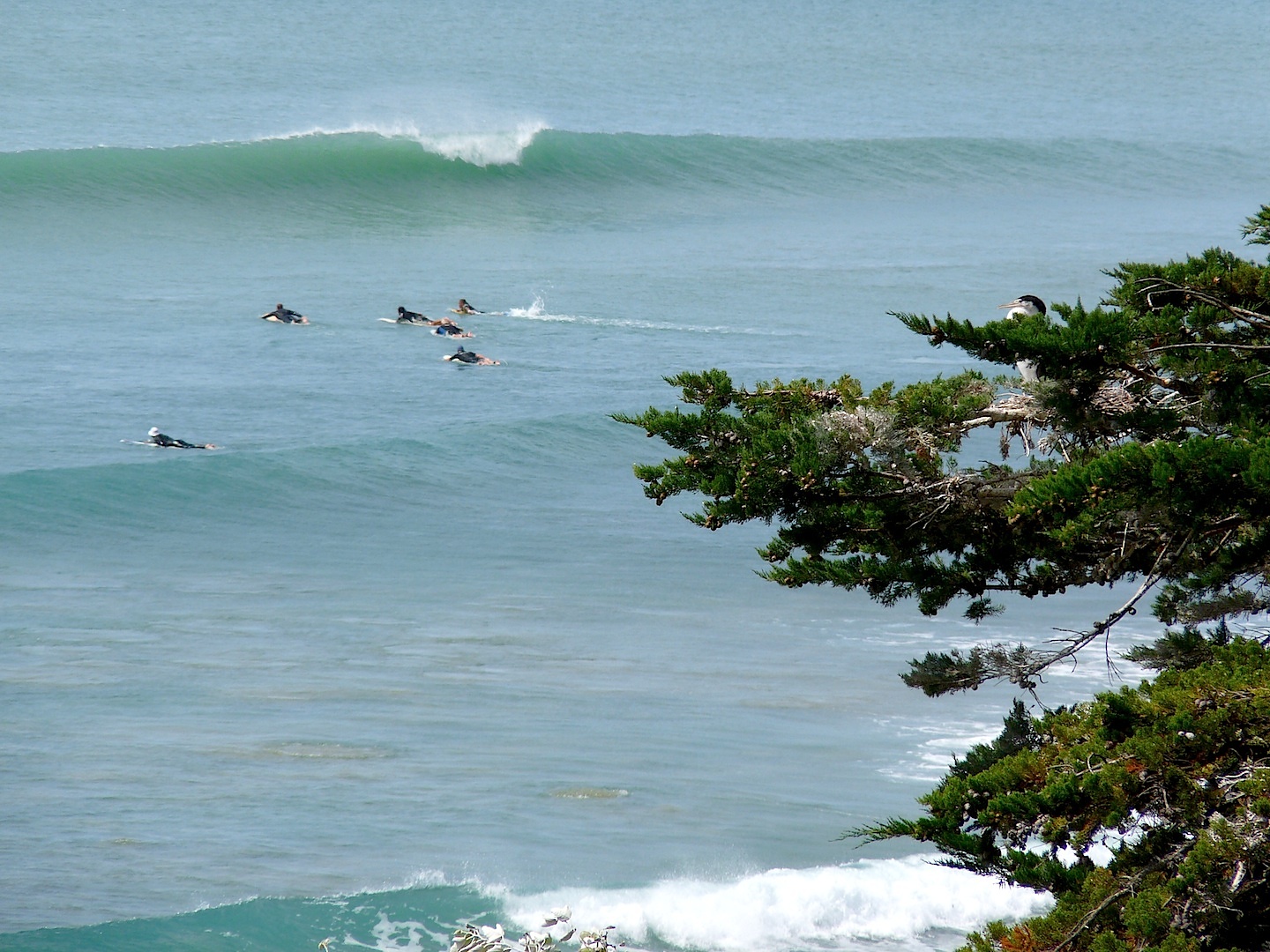 Roost, Makorori Point