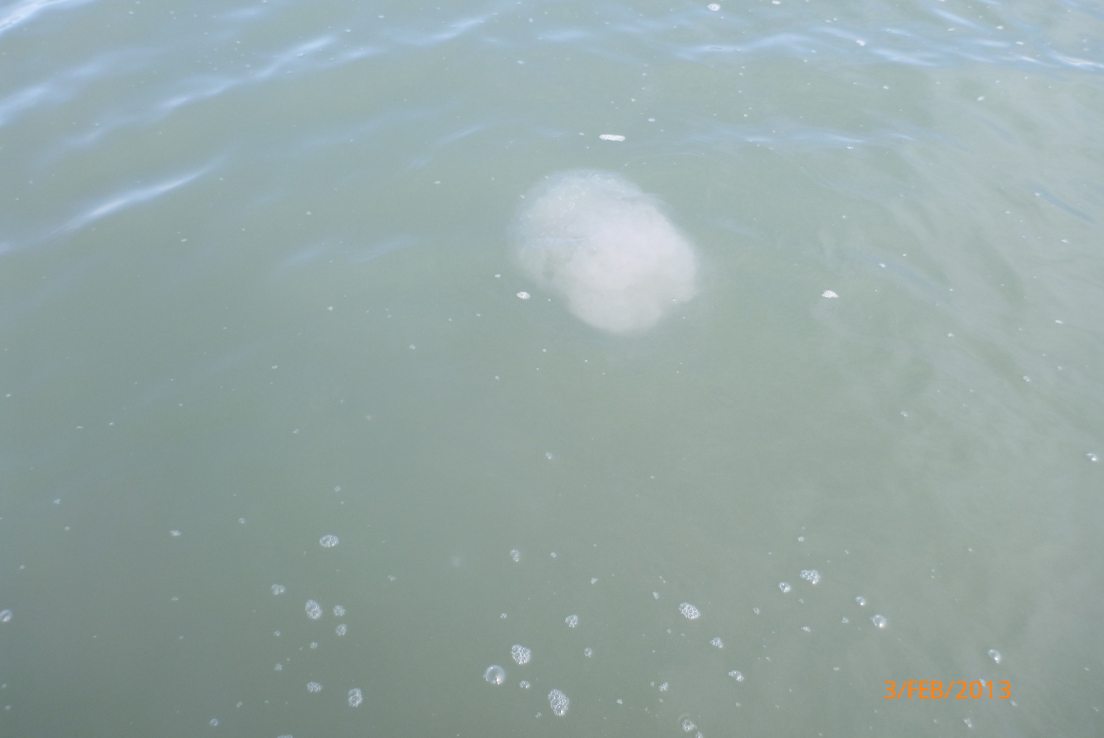 wet season pest, Rapid Creek - Beach