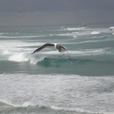 Empty left + bonus seagull, Nobbys Reef